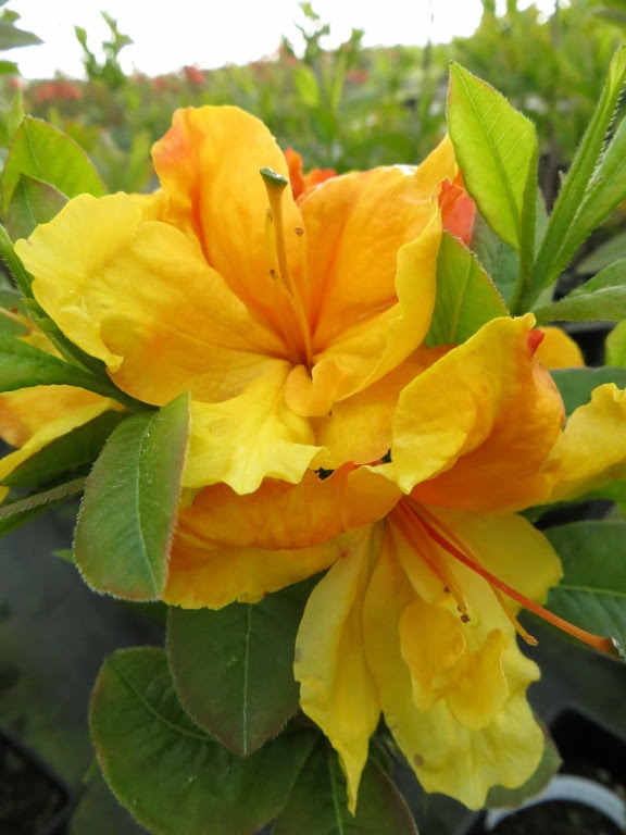 Azalia wielkokwiatowa 'Sunte Nectarine'