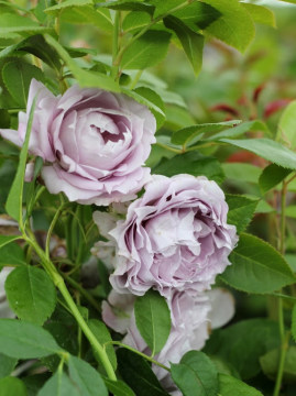 Róża rabatowa 'Novalis' PBR