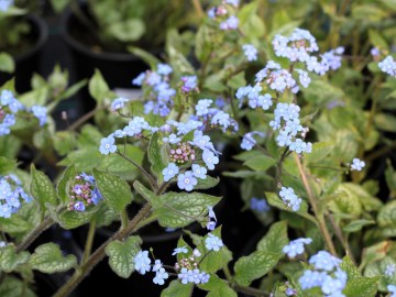 Brunera wielkolistna 'Sea Heart'