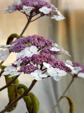 Hortensja kosmata 'Macrophylla'