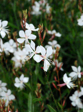 Gaura_Whirling_Butterflies_7.jpg