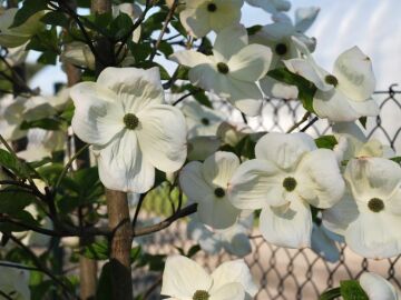 Dereń 'Eddie's White Wonder'