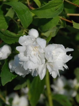 Jaśminowiec 'Bouquet Blanc'