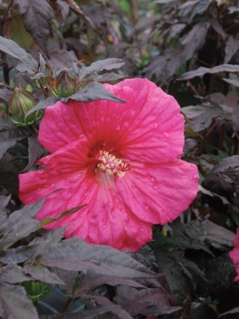  Ketmia 'Evening Rose' SUMMERIFIC PBR