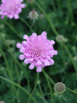 Drakiew gołębia 'Flutter Rose Pink' - kwiaty