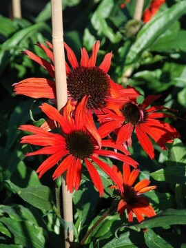 Jeżówka 'Fountain Red'