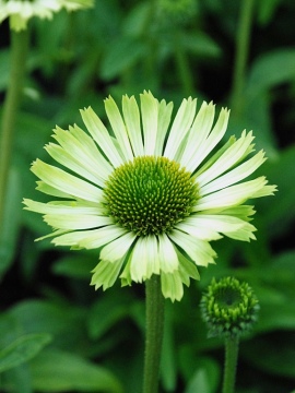 Jeżówka 'Green Jewel'