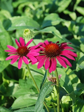 Jeżówka 'Honey Skipper'