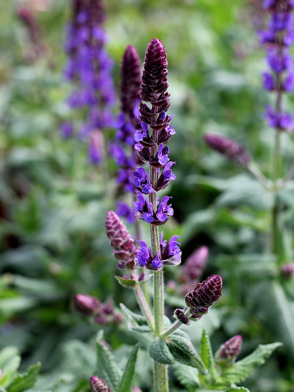 Szałwia omszona 'Blue Field'