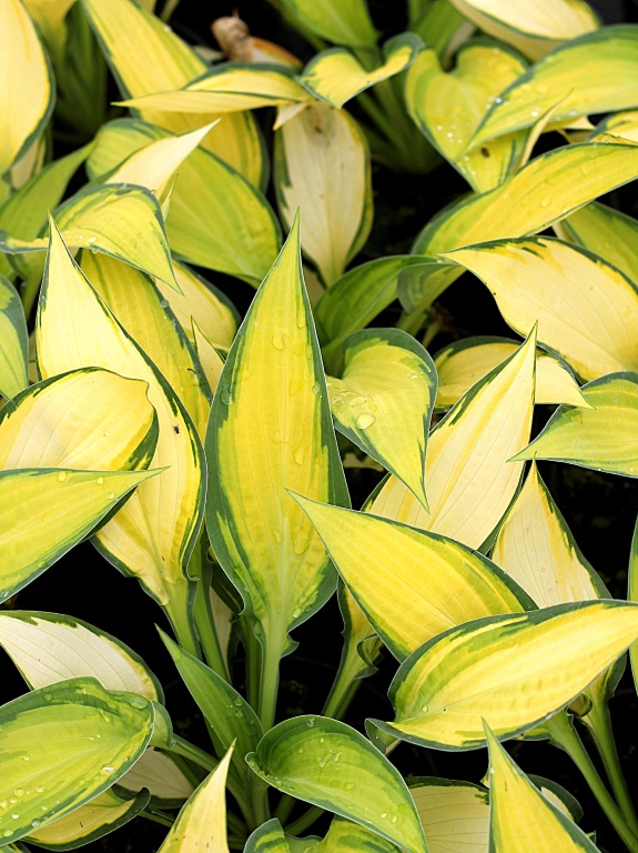 Funkia 'Orange Marmalade'