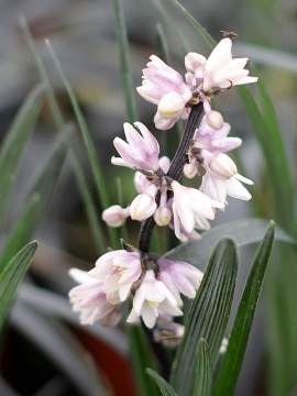 Kwiaty konwalnika płaskopędowego 'Nigrescens'