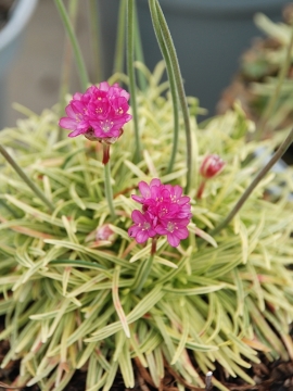 Zawciąg nadmorski 'Nifty Thrifty'