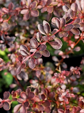 berberys-thunberga-atropurpurea.jpg