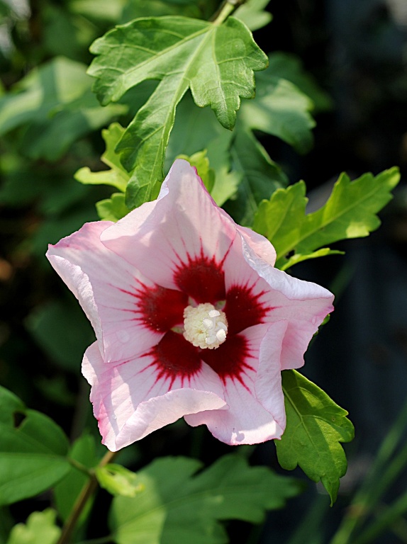 Ketmia syryjska 'Hamabo'