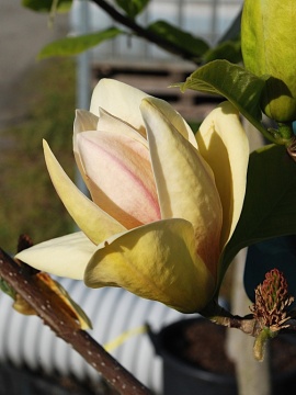 magnolia-sunsation-0.JPG