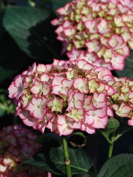 Hortensja ogrodowa 'Adula'