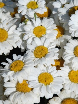 Złocień 'Sweet Daisy Jane'