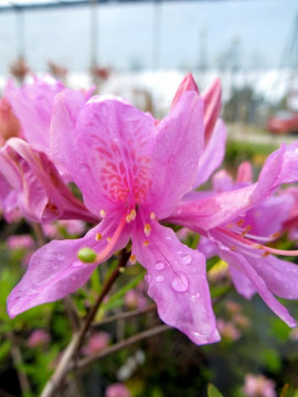 azalia-wielkokwiatowa-western-lights1.jpg
