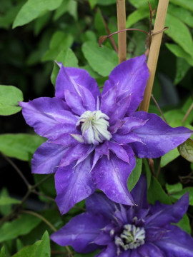 Powojnik 'Multi Blue'