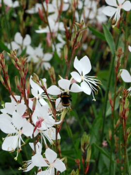 Gaura 'Whirling Butterflies'