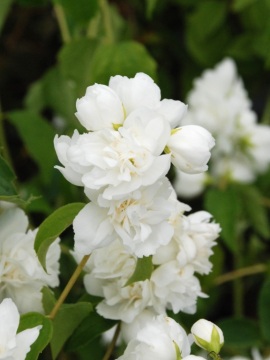 Jaśminowiec 'Bouquet Blanc'