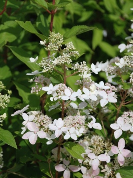 Hortensja bukietowa 'Confetti'