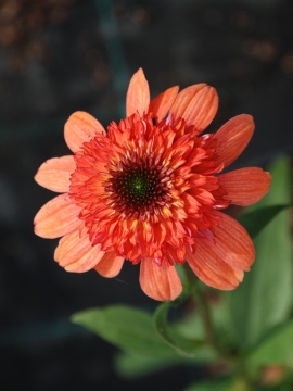 Początek kwitnienia jeżówki 'Cara Mia Coral'