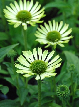 Jeżówka 'Green Jewel'