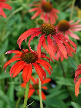 Jeżówka 'Tomato Soup' PBR