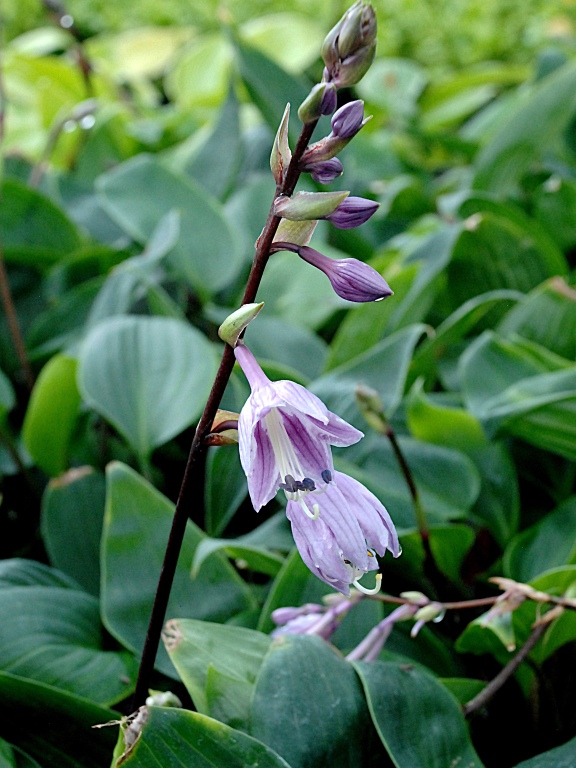Funkia 'Purple Heart'