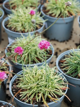 Zawciąg nadmorski 'Nifty Thrifty'