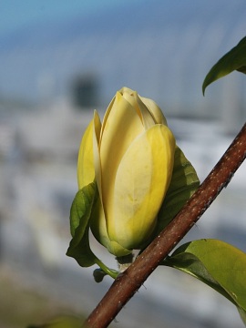 magnolia-yellow-bird.JPG