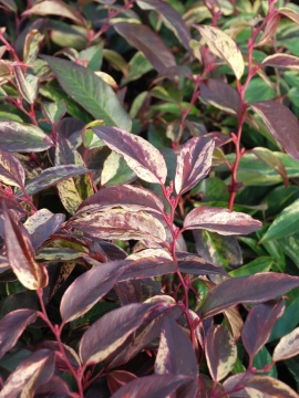 Kiścień wawrzynowy 'Rainbow'