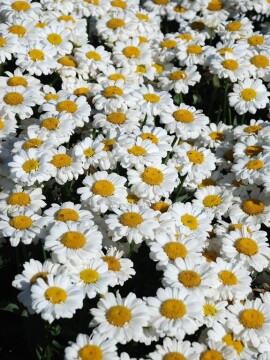 Złocień 'Sweet Daisy Jane'