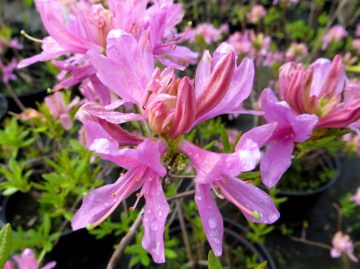 Azalia wielkokwiatowa 'Western Lights'