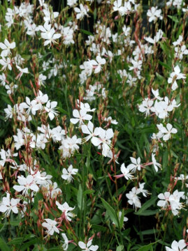 Gaura 'Whirling Butterflies'