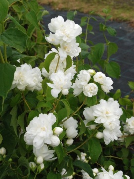 Jaśminowiec 'Bouquet Blanc'