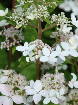 Hortensja bukietowa 'Confetti'