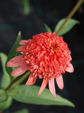 Końcówka kwitnienia jeżówki 'Cara Mia Coral