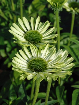 Jeżówka 'Green Jewel'