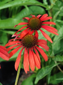 Jeżówka 'Tomato Soup' PBR