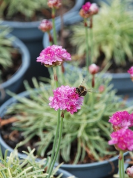 Zawciąg nadmorski 'Nifty Thrifty'