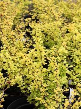 berberys-thunberga-aurea.jpg