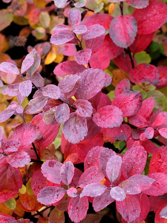 Tawuła brzozolistna 'Island' jesienią