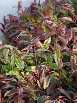 Kiścień wawrzynowy 'Rainbow'