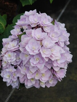 Hortensja ogrodowa 'Doppio® 'Azzurro'