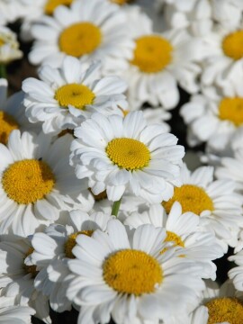 Złocień 'Sweet Daisy Jane'