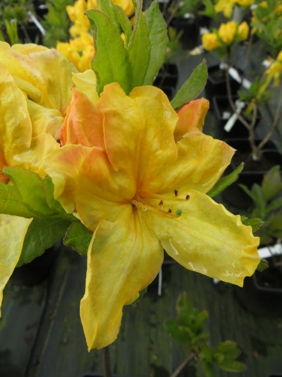 Azalia wielkokwiatowa 'Windsor Sunbeam'