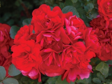 Róża parkowa 'Gefylt'