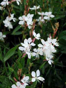 Gaura 'Whirling Butterflies'